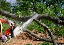 Best Tree Maintenance Programs  in Weatogue, CT